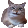 Kittens 18