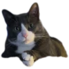 Kittens 25