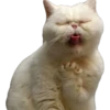 Kittens 19