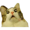 Gatinhos reais 22