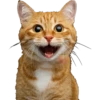 Gatinhos reais 23