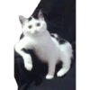 Kittens 20