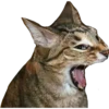 Gatinhos reais 24