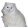 Kittens 27