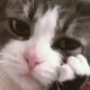 Kittens 21
