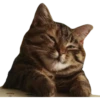 Kittens 23