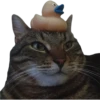 Kittens 24