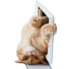 Gatinhos reais 25