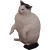Kittens 25