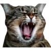 Gatinhos reais 26