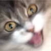 Kittens 26