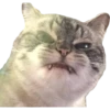 Kittens 27