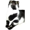 Kittens 29