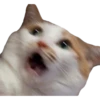 Kittens 28