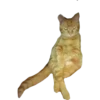 Gatinhos reais 27