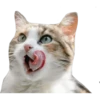 Gatinhos reais 28