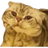 Kittens 29