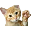 Gatinhos reais 29