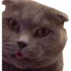Kittens 30