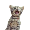 Gatinhos reais 30