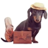 GUAU GUAU 30