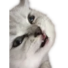 Kittens 30