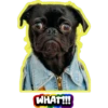 WHAT!!!
