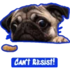 Funny Dog Memes 8