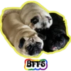 BFFS