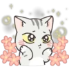 Gray Kitten 10