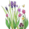Garden        (Clásica) 15