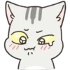 Gray Kitten 11