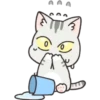 Gray Kitten 14