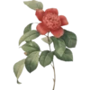 Garden        (Clásica) 26