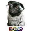 Funny Dog Memes 12