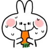 Spoiled Rabbit Everyday B 5