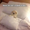 Roses are red, I'm going to bed...
