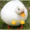 Cute memes 23
