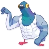 Pigeon 2 18