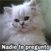 @Harley Stickers Nadie te preguntó