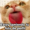 D Harley Stickers Estoy lamiendo tu foto de perfil