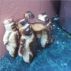 Chipas 12