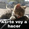 @Harley Stickers Así te voy a hacer