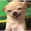 ANIMALITOS2 27