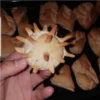 Chipas 28