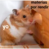 yo materias por rendir