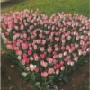 Flowers aesthetic 6