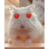 Hamsters 9