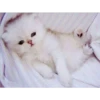 gatitos tiernos 5