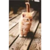 gatitos tiernos 6